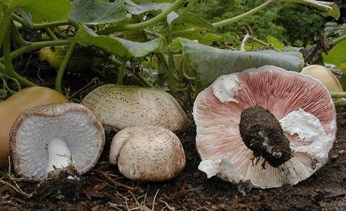 Sonnenpilz, Foto 2