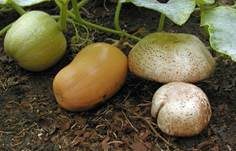 Sonnenpilz, Foto 5