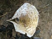 Sonnenpilz, Foto 6