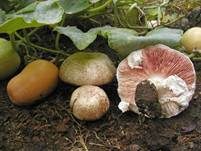 Sonnenpilz, Foto 7