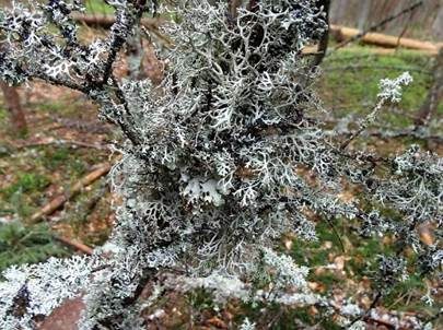 Sorediose Astflechte, Foto 4