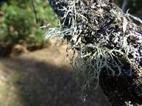 Sorediose Astflechte, Foto 10