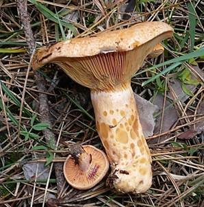 Spangrüner Kiefernreizker, Foto 2