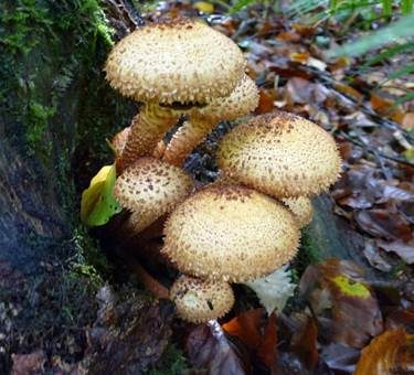 Sparriger Schüppling, Foto 3
