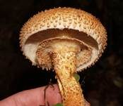 Sparriger Schüppling, Foto 13
