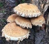 Sparriger Schüppling, Foto 14