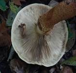 Sparriger Schüppling, Foto 15