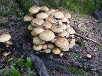 Sparriger Schüppling, Foto 20