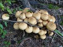 Sparriger Schüppling, Foto 21