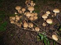 Sparriger Schüppling, Foto 22