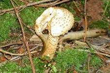 Sparriger Schüppling, Foto 23