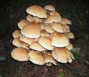 Sparriger Schüppling, Foto 25