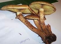 Sparriger Schüppling, Foto 26