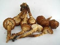 Sparriger Schüppling, Foto 30