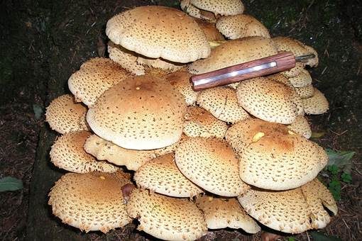 Sparriger Schüppling, Foto 5