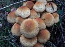 Sparriger Schüppling, Foto 35