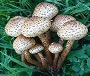 Sparriger Schüppling, Foto 37