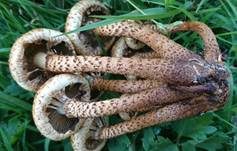 Sparriger Schüppling, Foto 38