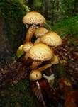 Sparriger Schüppling, Foto 39