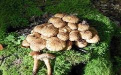 Sparriger Schüppling, Foto 40