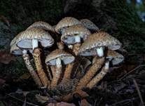 Sparriger Schüppling, Foto 6