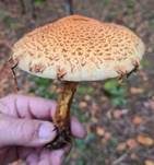 Sparriger Schüppling, Foto 44