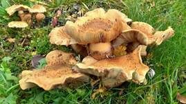 Sparriger Schüppling, Foto 55