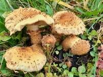 Sparriger Schüppling, Foto 56
