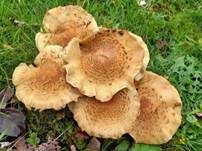 Sparriger Schüppling, Foto 57