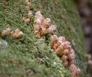 Sparriger Schüppling, Foto 8