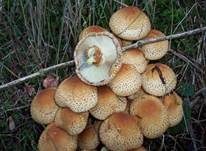Sparriger Schüppling, Foto 9