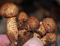Sparriger Schüppling, Foto 10