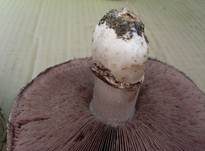 Sparrigschuppiger Champignon, Foto 17