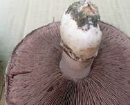Sparrigschuppiger Champignon, Foto 18