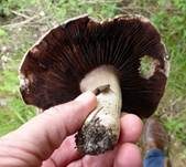 Sparrigschuppiger Champignon, Foto 21