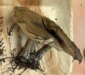 Später Weichritterling, Foto 12