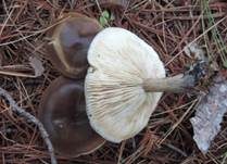 Später Weichritterling, Foto 13