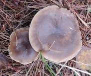 Später Weichritterling, Foto 14