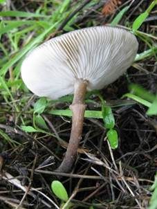 Später Weichritterling, Foto 4
