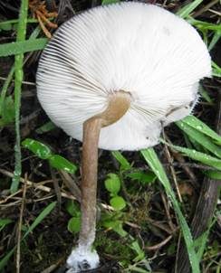 Später Weichritterling, Foto 5