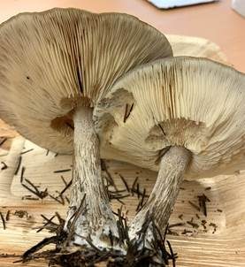 Später Weichritterling, Foto 6