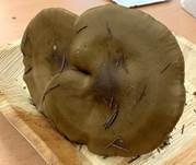 Später Weichritterling, Foto 7