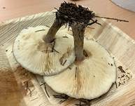 Später Weichritterling, Foto 8