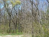 Speisemorchel, Foto 39