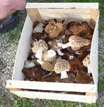 Speisemorchel, Foto 46
