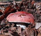Speisetäubling, Foto 42