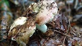 Speisetäubling, Foto 44