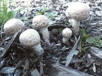 Spindelfüßiger Egerling, Foto 9
