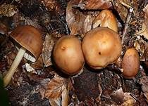 Spindeliger Rübling, Foto 12