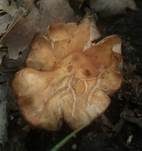 Spindeliger Rübling, Foto 17